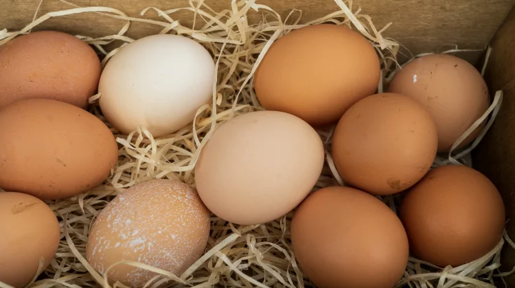 Harga Telur Turun: Masih di Atas Acuan