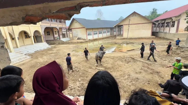 Tradisi Meugang, Presiden Beri Sapi ke Ponpes Darul Mukhlisin di Aceh