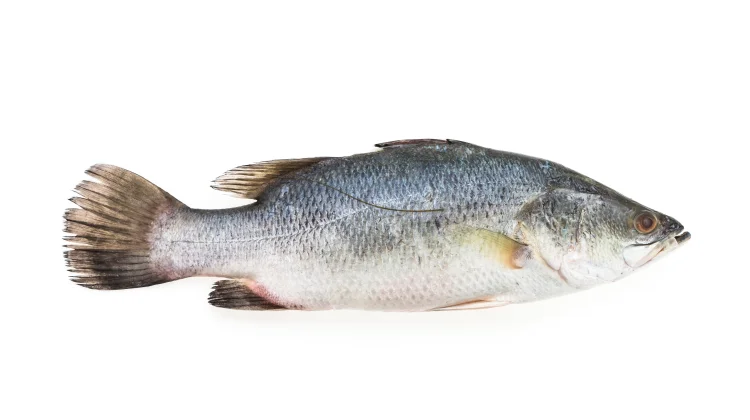 KKP Jamin Stok Ikan Aman Awal Ramadan