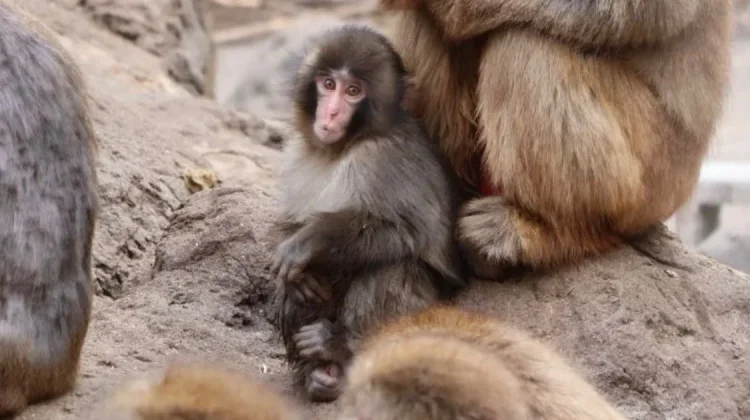 Punch ‘Diseret’ Monyet Dewasa, Ichikawa Zoo Buka Suara
