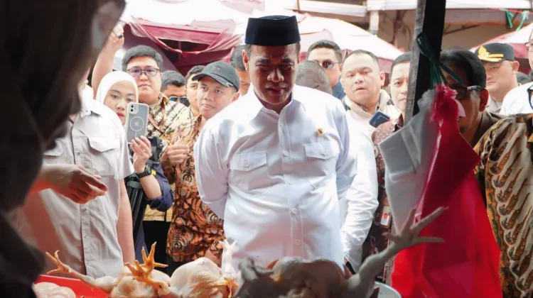 Sidak Mentan Amran, Harga Ayam Turun Rp15 Ribu