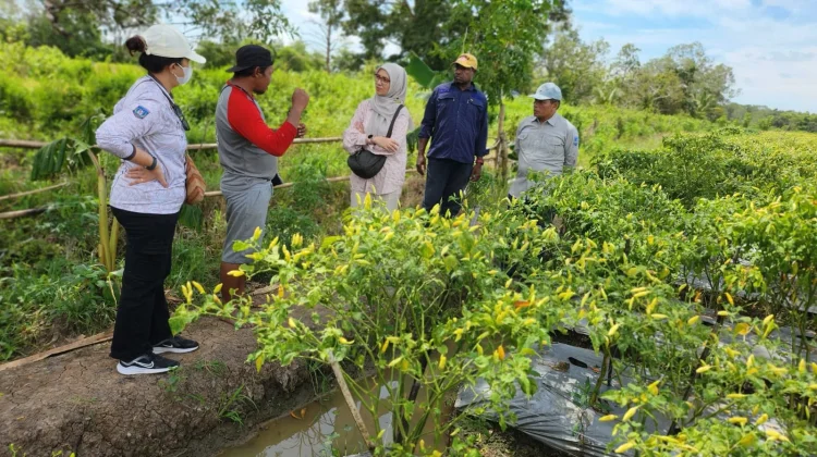Awal Ramadan, Harga Pangan Papua Selatan Relatif Stabil