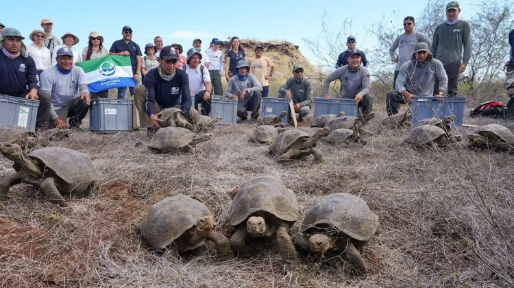 Kura-Kura Raksasa Kembali ke Floreana setelah 150 Tahun, Dibantu Satelit NASA