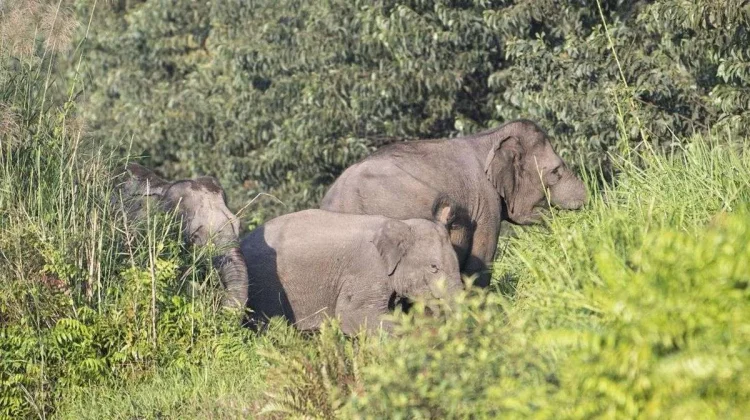 BKSDA Aceh Imbau Warga Waspadai Kawanan Gajah Sumatra