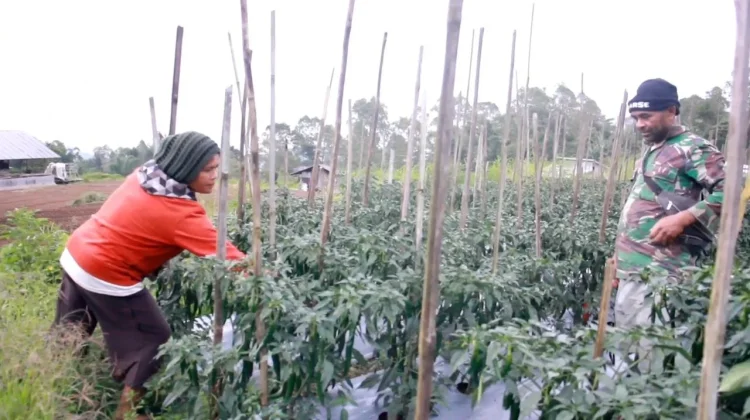 Program MBG 'Berkah' Bagi Petani
