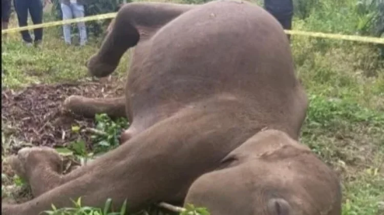 BKSDA Aceh Tangani Kematian Gajah Sumatra di Aceh Tengah