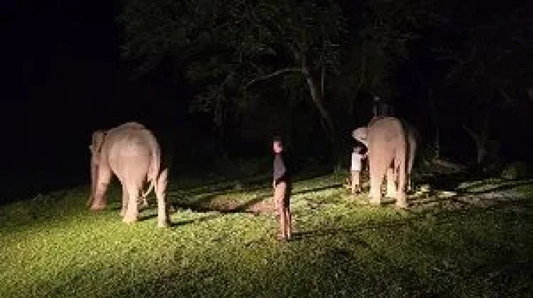 BKSDA Aceh Evaluasi Konflik usai Warga Tewas saat Interaksi dengan Gajah