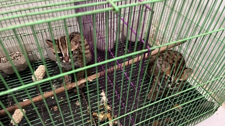 Gakkum Kehutanan Gagalkan Perdagangan Enam Kucing Kuwuk di Medan