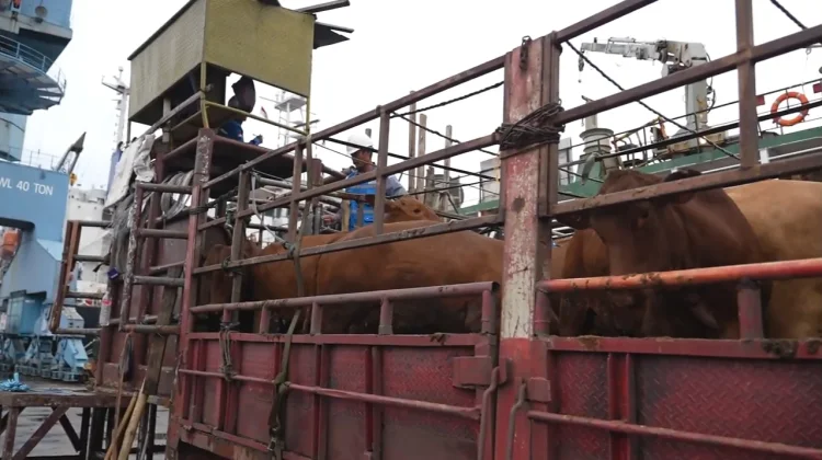 Pemprov DKI Impor 7.500 Sapi dari Australia, 3.100 Ekor Sudah Tiba