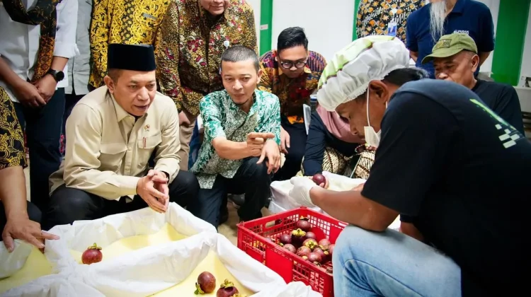 LPDB Siap Kucurkan Rp20 Miliar, Ekspor Manggis Subang Masuk Fase Ekspansi