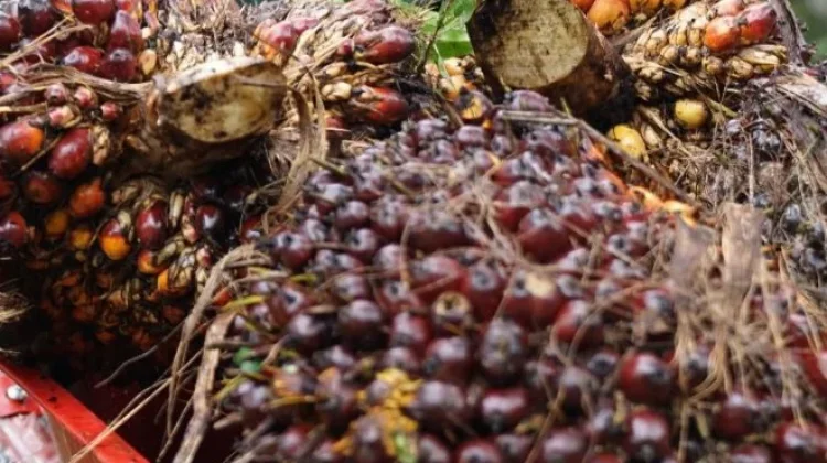 Kementan Pastikan Produksi CPO Aman jelang Lebaran 2026