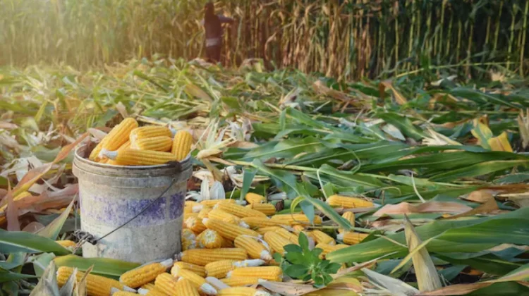 Hadapi Ketidakpastian Global, Swasembada Jagung Harus Segera Dicapai