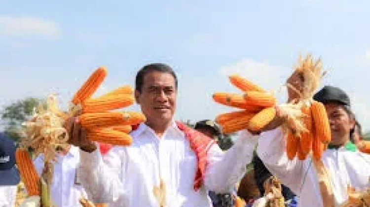 Harga Pakan Ternak Turun Biaya Produksi Peternak Lebih Efisien