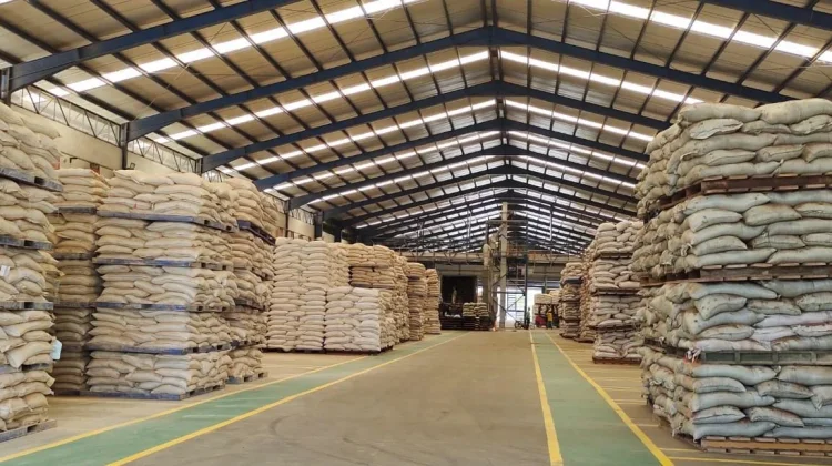 Harga Pakan Ternak Turun Biaya Produksi Peternak Lebih Efisien