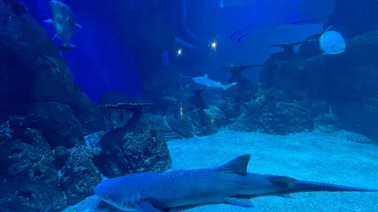Ngabuburit di Jakarta Aquarium Safari, Aktivitas Seru hingga Iftar!