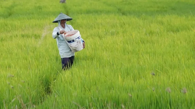 Kementan Targetkan Efisiensi Subsidi Pupuk 20 Persen