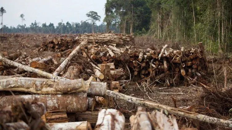 Gakkum Kemenhut Tangkap Koordinator Jaringan Pembalakan Liar Baluran