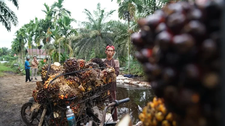 Kementan Perkuat ISPO Industri Sawit