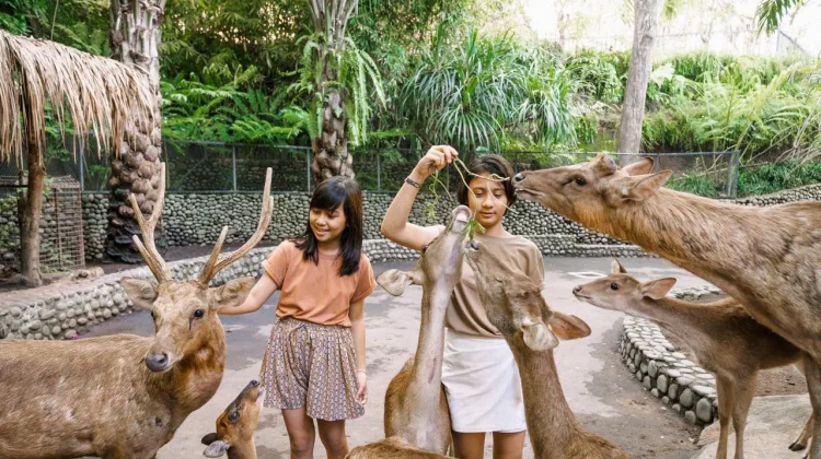 Bali Zoo Catat Lonjakan Kunjungan saat Lebaran