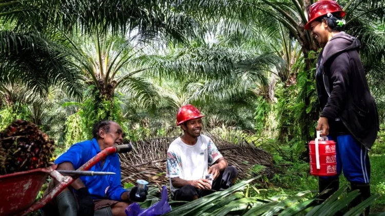 GAPKI: Industri Sawit Berkomitmen Wujudkan Kesetaraan bagi Perempuan Pekerja