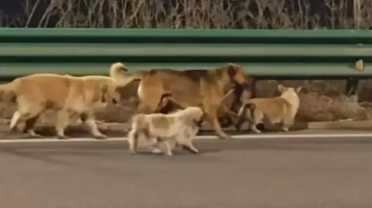 Kisah Haru Tujuh Ekor Anjing Kabur dari Penculik