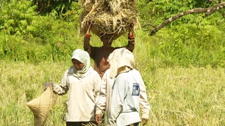 Kementan: Surplus Pangan Berpotensi Tingkatkan Daya Tawar Global