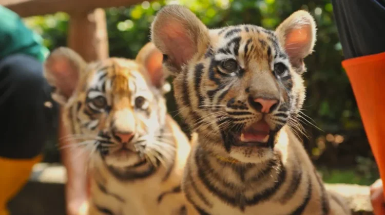 Mengenal Panleukopenia, Virus yang Merenggut Harimau Kembar Huru Hara
