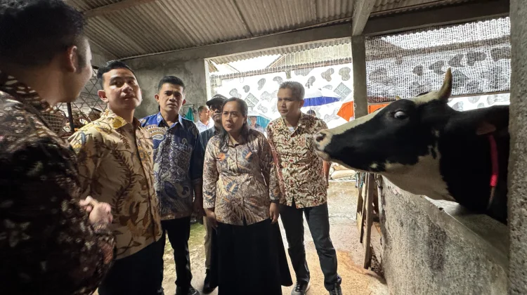 Tinjau Peternakan Sapi di Boyolali, Wapres Tekankan Pengendalian Penyakit