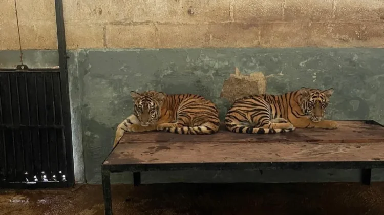 Penjelasan Kematian Anak Harimau Benggala di Eks Kebun Binatang Bandung