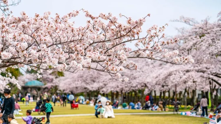Tradisi Hanami, Menikmati Indahnya Bunga Sakura di Musim Semi Jepang
