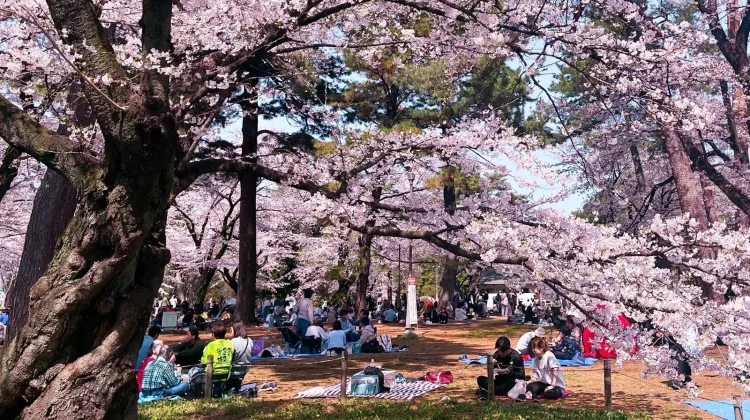 Sejarah Hanami, Tradisi Musim Semi Jepang yang Bertahan Lebih dari 1.000 Tahun