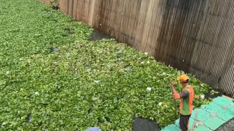 Eceng Gondok Kembali Tutupi Waduk Pluit, Warga Resah Banyak Nyamuk