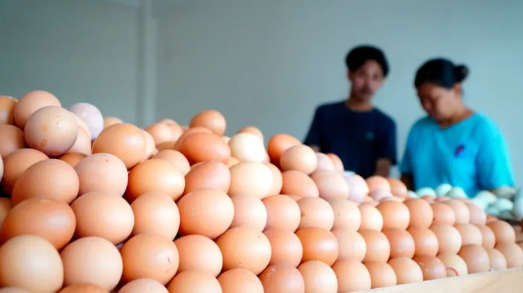 Bapanas Sebut Harga Telur Stabil, Produksi Lokal Surplus