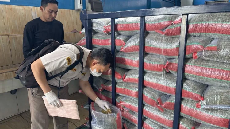 Kacang Hijau RI Lolos Karantina, Siap Ekspor ke China Senilai Rp1,4 Miliar