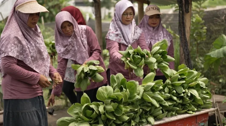 Berkat MBG, Kelompok Tani Wanita di Karanganyar Lebih Mudah Salurkan Panen Sayuran