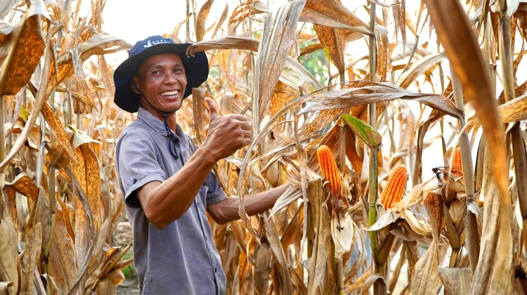Pemerintah Perkuat Stok Pangan Hadapi El Nino