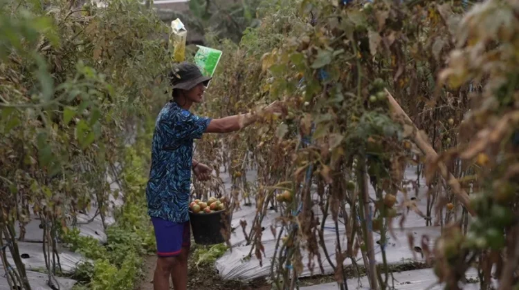 Petani Sayuran di Lereng Merapi Penghasilan Melonjak Berkat Program MBG