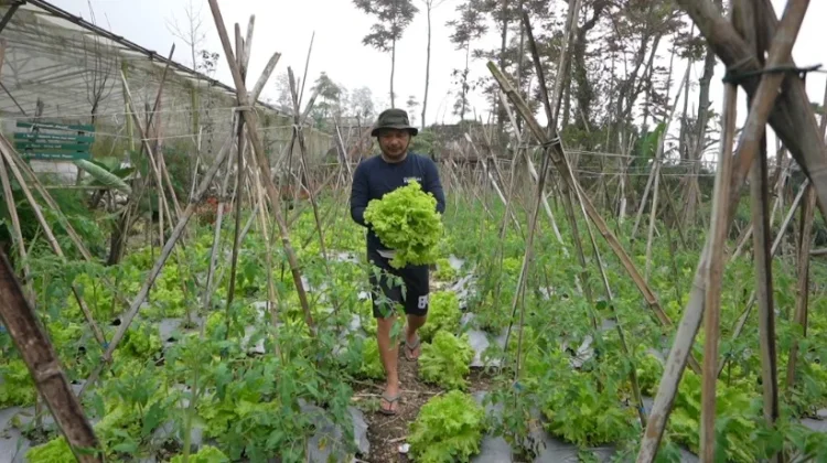 Dari Kebun ke Dapur, Petani Sayur Boyolali Temukan Harapan Baru lewat MBG