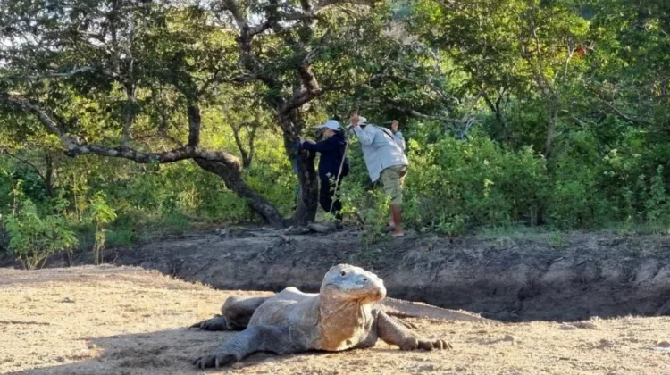 Indonesia-Jepang Perkuat Konservasi Komodo Libatkan Kebun Binatang Surabaya
