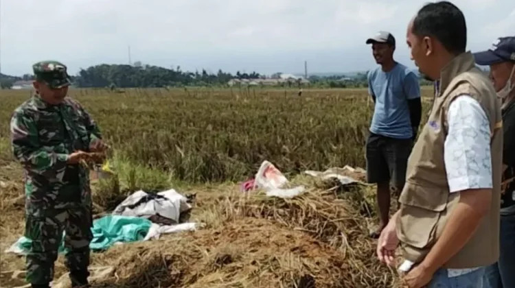 Pemerintah: Ketahanan Pangan Dijamin Aman di tengah Gejolak Timteng