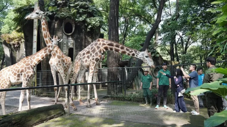 Momen Seskab Teddy Kunjungi Ragunan, Habiskan Akhir Pekan dan Menyapa Pengunjung