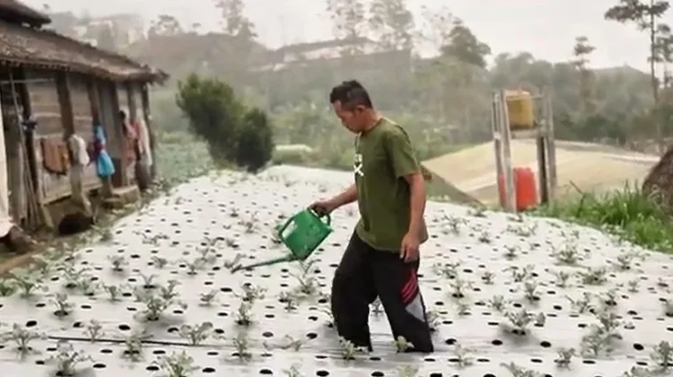 Berkat Program MBG, Petani di Boyolali ini Bisa Salurkan hingga 40 kg Selada