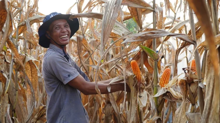 Inpres Jagung Terbit, Pemerintah Lindungi Petani
