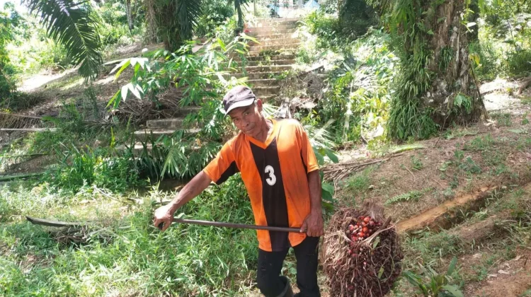 Wanti-Wanti Petani Rugi, DPR Dorong Pemerintah Stabilkan Harga Sawit