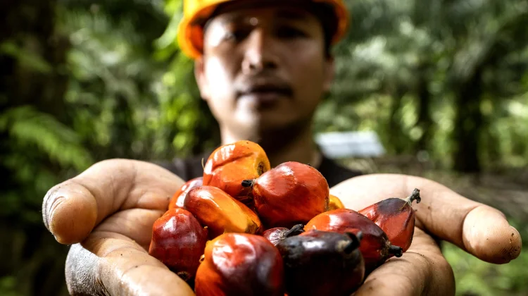 Apa Itu Bahan Bakar Nabati? Ini Penjelasan dan Fungsinya