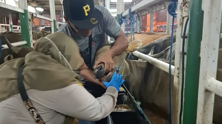 Ratusan Sapi Asal NTB Lolos Karantina, Siap Penuhi Kebutuhan Iduladha