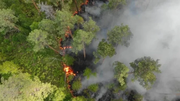 Kemenhut Imbau Warga Waspada Karhutla di tengah Ancaman Kemarau Panjang