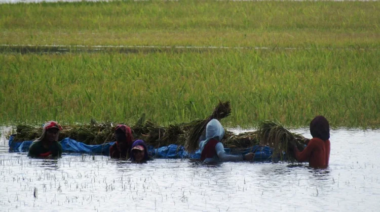 Ratusan Hektare Sawah Demak Terdampak Banjir, DPR Khawatirkan Rantai Pasok Pangan