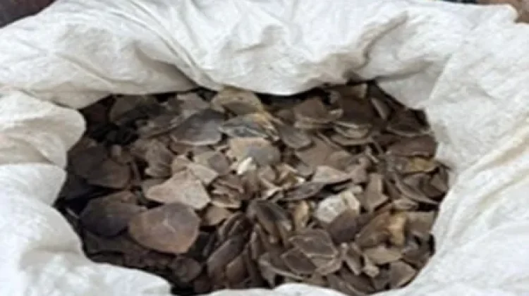 Gakkum Kehutanan Tangkap Pelaku Perdagangan Sisik Trenggiling di Medan