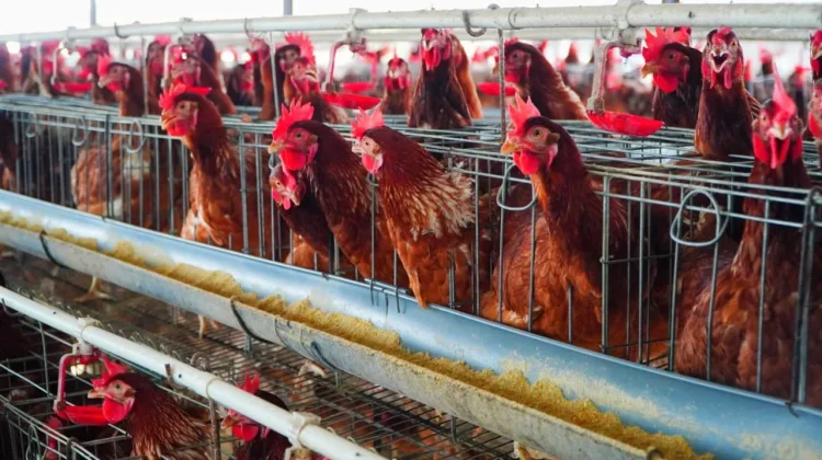 Bapanas Siapkan Intervensi Jaga Harga Ayam Usai Lebaran Idulfitri 2026